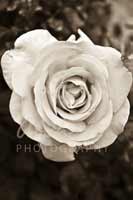 Alphabet Photography Letter O