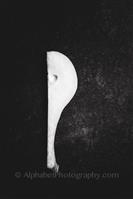Alphabet Photography Letter P