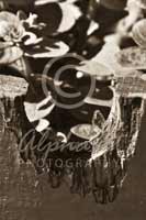 Alphabet Photography Letter U                                          