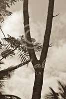Alphabet Photography Letter Y                                          