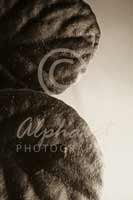 Alphabet Photography Letter B
