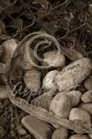 Alphabet Photography Letter C