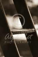 Alphabet Photography Letter H
