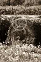 Alphabet Photography Letter O