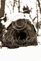 Alphabet Photography Letter O