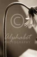 Alphabet Photography Letter R
