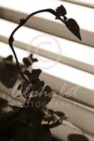 Alphabet Photography Letter R                                          