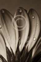 Alphabet Photography Letter W