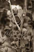 Alphabet Photography Letter Y